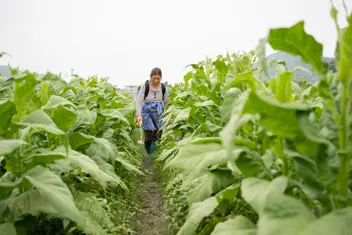 Plantation Worker Istock 1487394628